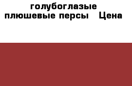 голубоглазые плюшевые персы › Цена ­ 6 000 - Все города Животные и растения » Кошки   . Мордовия респ.